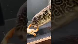 crab vs puffer fish