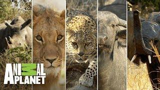 Los 5 grandes mamíferos de África | Wild Frank en África | Animal Planet