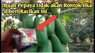 *Agar bunga dan buah tidak rontok || Cara merawat tanaman Pepaya !! pepaya california.