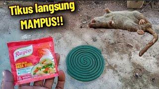 Tikus langsung MAMPUS !! Buat racun tikus paling ampuh, Tikus di rumah dan tikus sawah langsung mati