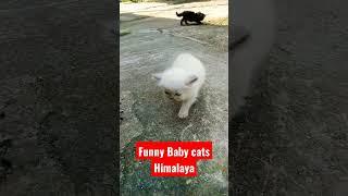 funny baby cats himalaya#babycatscute #funnycat #himalaya#shorts