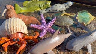 Sea Animal Toys Bring the Ocean to Life
