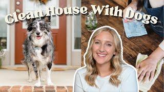 How to Have a Clean House With 3 Dogs | 8 *real* cleaning tips for a tidy & organized home with pets