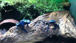 Dendrobates azureus - Blue Poison Dart Frog