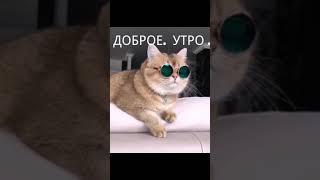 Кот желает доброго утра!