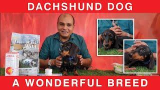 Dachshund - A Wonderful Breed | Sausage Dog - Puppy Small Breed | All Facts About | Baadal Bhandaari