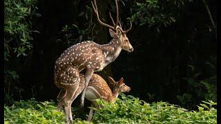 Spotted Deer Mating At Chitwan Nepal | Nepal wildlife tour | jungle safari in nepal | Animal mating