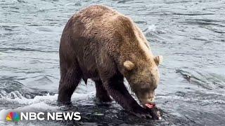 Alaska's brown bears compete in annual Fat Bear Week