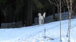 My guard saluki