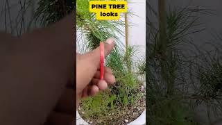 PINE TREE looks #tutorialsvideo #pinetree #gardening #plantita #plantito #monetization #plantslover