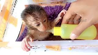 After Unboxing Baby Monkey Newborn || Unboxing Mistery box Newborn baby monkey