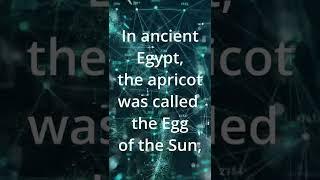 Trivia with BlackHat302 - Egypt