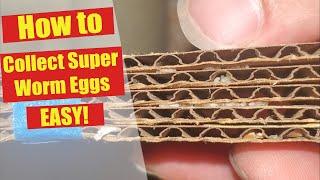 How To Collect SuperWorm Eggs and Hatch Them - Morio Worm Eggs - Super Worm Beetle Laying Eggs