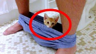 Secrets Unveiled: Why Your Cat Secretly Follows You to The Bathroom! Must-Watch! 