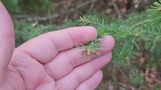 ID that Tree: Balsam Fir