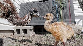 Bamboo meets the baby emus. Eeeek!