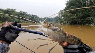 Saat Mendebarkan Memancing Udang Galah