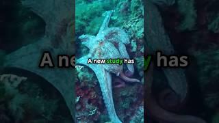 Octopus Punches Fish While Hunting!  #Octopus