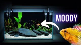 My new APISTOGRAMMA HONGSLOI HATES ME | EP3 COMMUNITY AQUARIUM