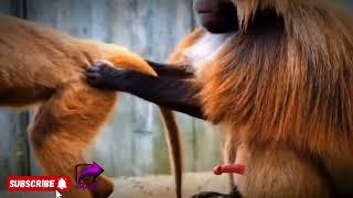 BABOON HAVING SEX !_ #wildanimals #animals #wildlife #nature #monkey