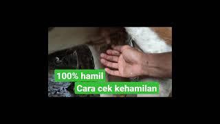 100 % sapi bunting