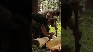 Peeling Tree Bark for a Shelter #shorts #bushcraft #survival