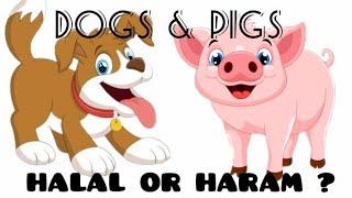 ISLAM & HARAAM PETS || INTERESTING FACTS BY AFFAN ||