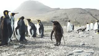 Muddy Penguin Chick Has a Bad Hair Day || ViralHog