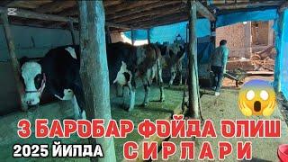 ПАРОДА МОЛ БОКИБ ФОЙДА КИЛИШ СИРЛАРИ АНДИЖОН КУРГОНТЕПА ДАРДОК 2025