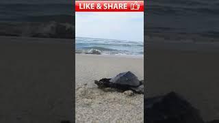 Have You ever seen moving turtle like this fast || JippyWaris Offical || #new #viral #short #animals