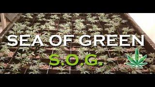 Sea Of Green (SoG) How, and Why?!