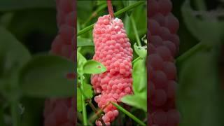 Macro Hunt : found snail eggs.! #photography #macrophotography #ytshorts #feedshorts