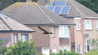 Marsh Harrier