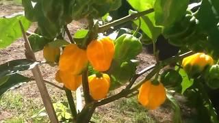 Jamaican Peppers Grown In Pots