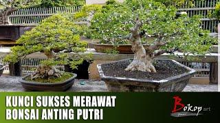 KUNCI SUKSES MERAWAT BONSAI ANTING PUTRI