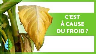 FEUILLES JAUNES sur les PLANTES  (8 Causes et Remèdes )