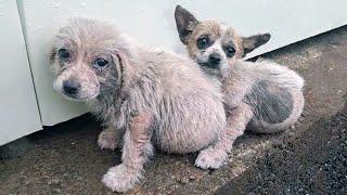 Two frightened puppies hugged each other and begged people for help!