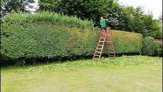 Battery HEDGE TRIMMER Cutting An OVERGROWN Privet Hedge