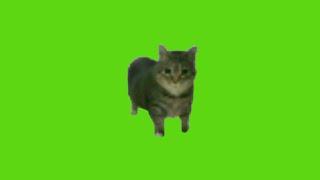 oo ee a e a Cat Green Screen | Free Download No Copyright