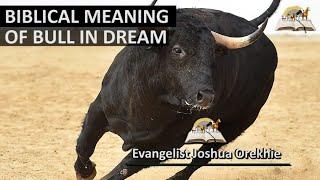 Biblical Meaning BULLS in Dream - Dream About Bull Chasing or Attacking