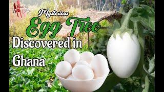 Mysterious Egg tree discovered in Ghana
