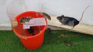Bucket Mouse Trap - Water Mouse Trap - Easy Saving Mouse - Stupid Rat