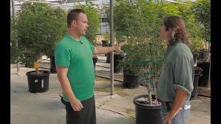 Identifying Nutrient Deficiency in Cannabis Plants - Veg/Flower: Derek Gilman & Simon Hart / Ganjier