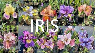 Different varieties of irises / Разные сорта ирисов / Iiriste erinevad sordid