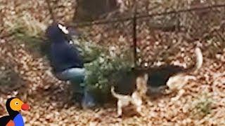 Dogs Don't Want Dad To Throw Away Christmas Tree  | The Dodo