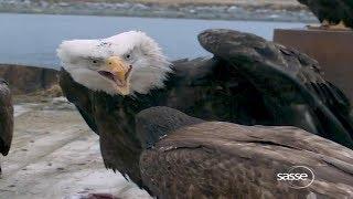 Eagle Diva - don’t you mess with her! Super slow motion