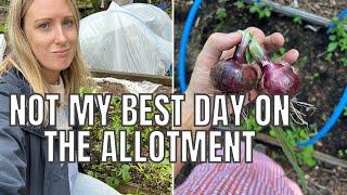 NOT MY BEST DAY AT THE ALLOTMENT / ALLOTMENT GARDENING UK