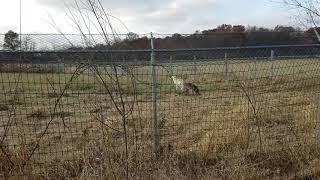 Howling wolves at wolf park, battleground Indiana