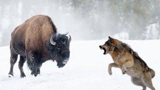 Невероятная Схватка! Волк против Бизона.
