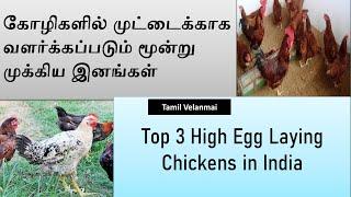 Top 3 High Egg laying Chicken in india || Kozhi valarpu || Tamil Velanmai